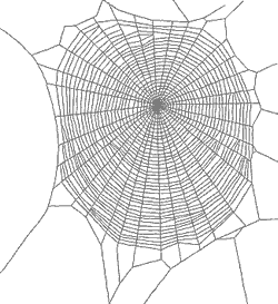 Cobweb